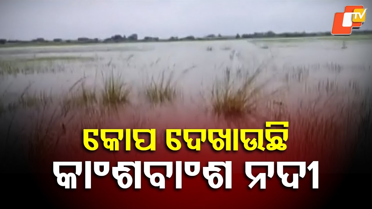 Flood Submerges Paddy Fields in Basudevpur, Bhadrak