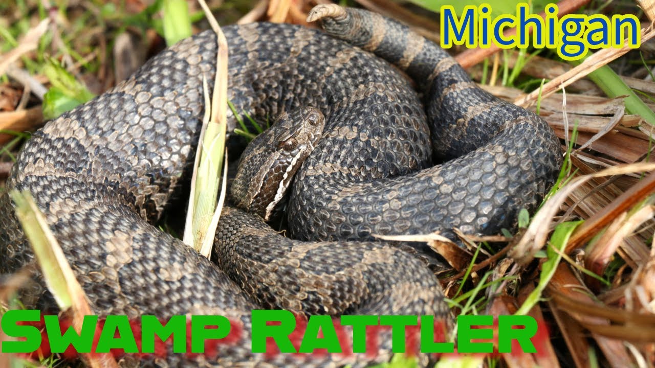 Venomous snakes in Michigan. The Massasauga Rattlesnake!
