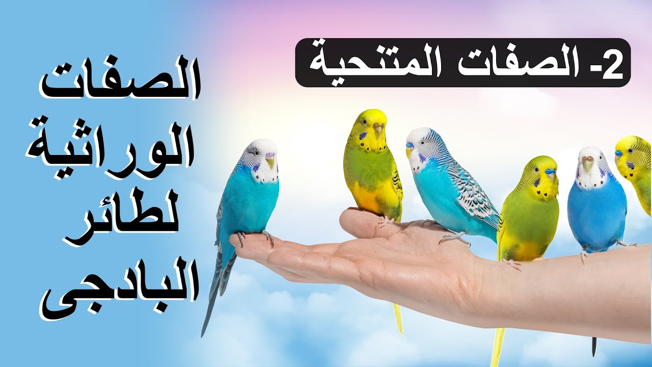 الصفات الوراثية لطائر البادجى  الصفات المتنحية