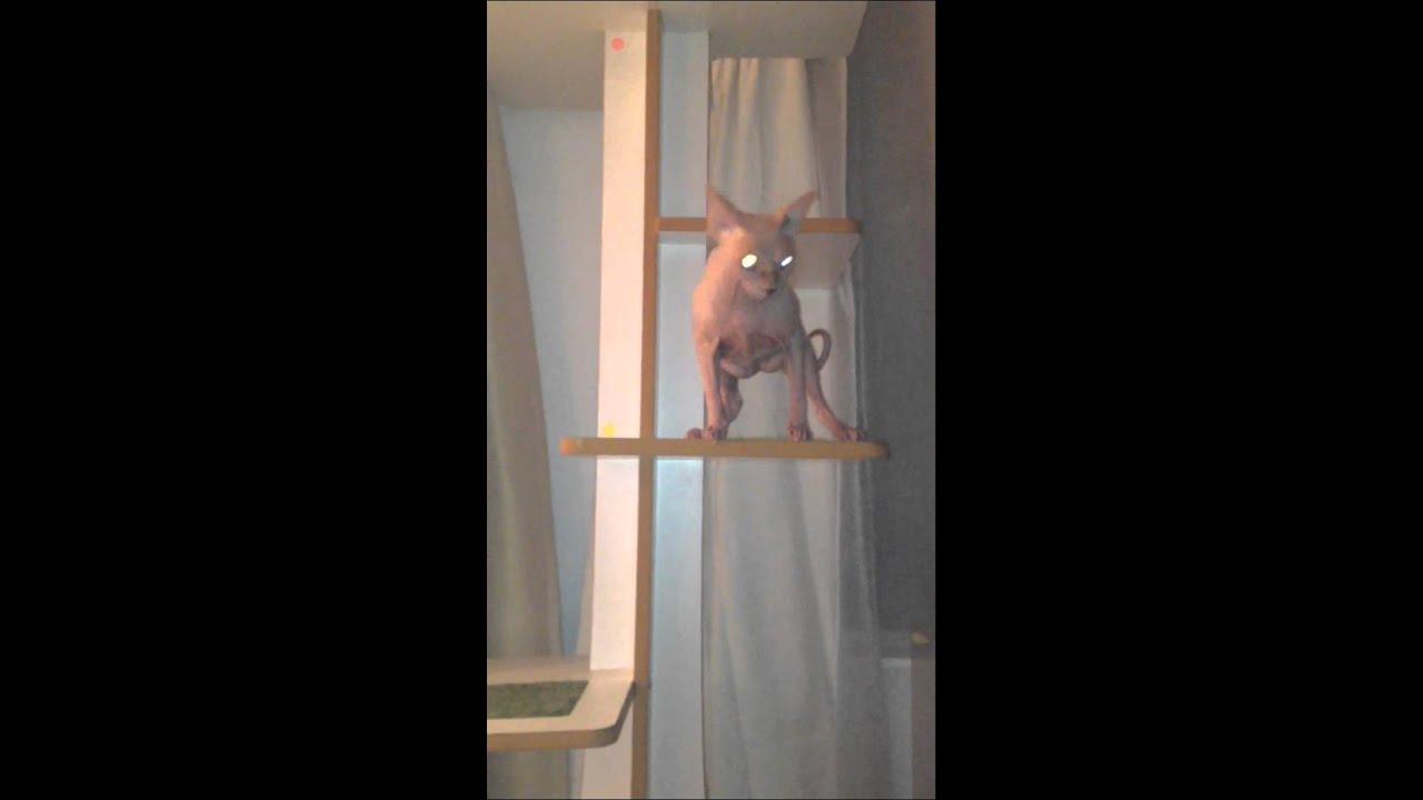 Approach of the demon cat from hell