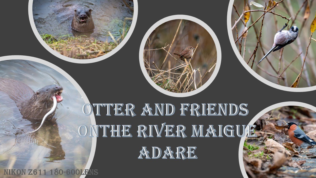 Otter and Friends on the river Maigue