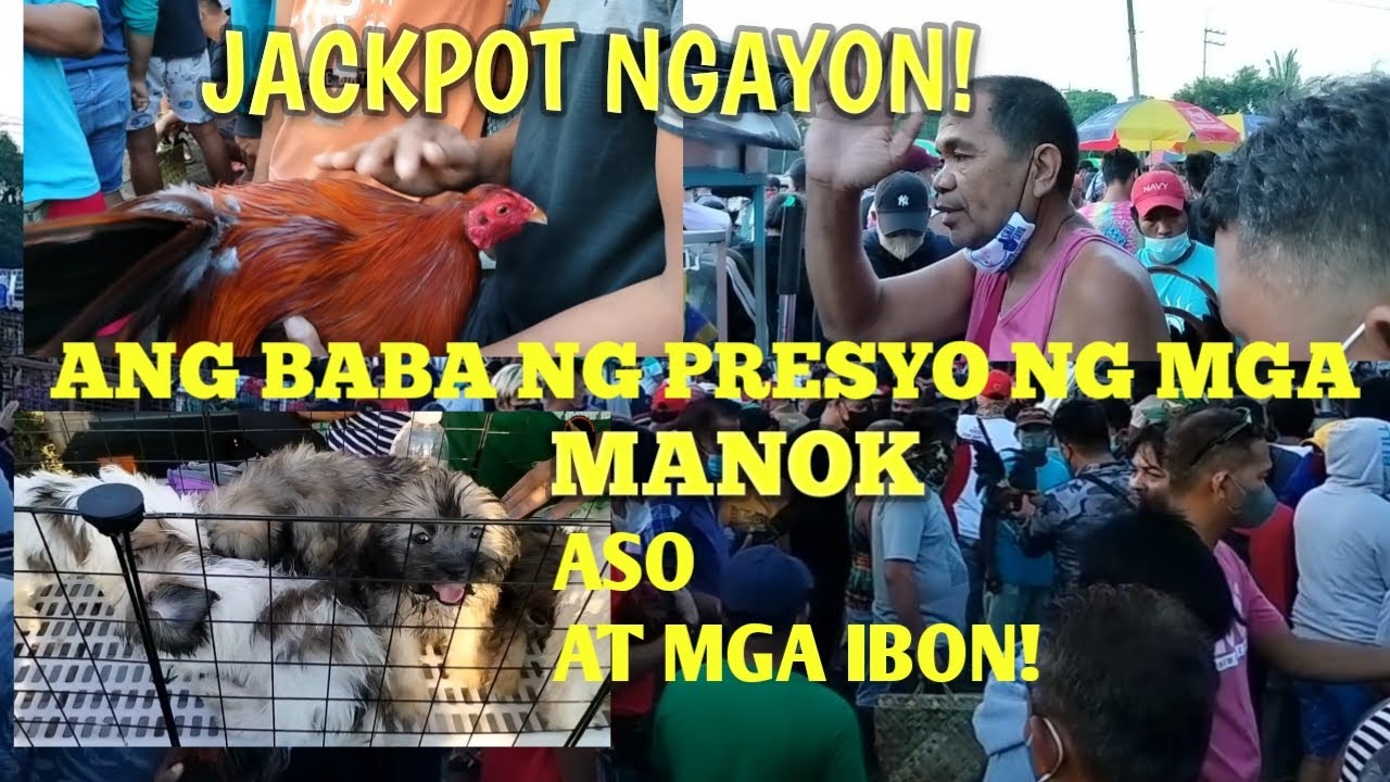 JACKPOT NGAYON! ANG BABA NG PRESYO NG MGA PETS: TIANGEAN NG PETS AND FARM ANIMALS: BOCAUE BULACAN