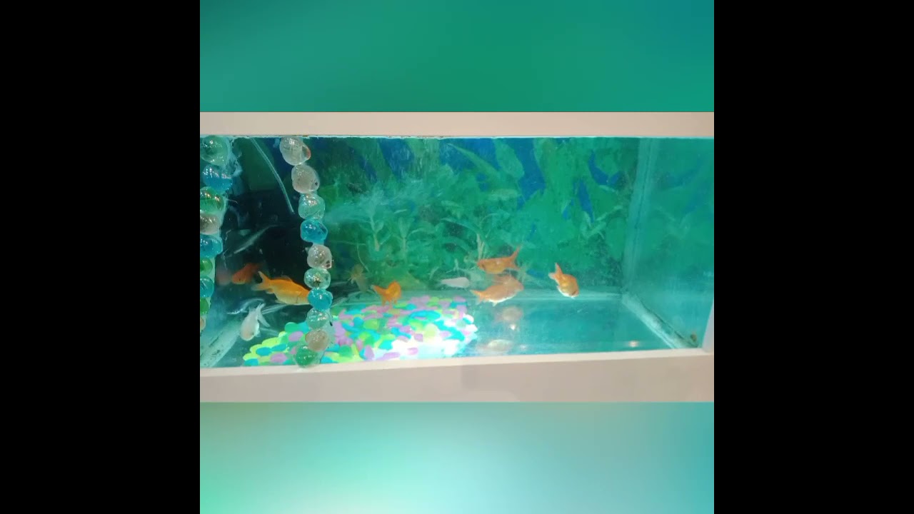 The Aquarium