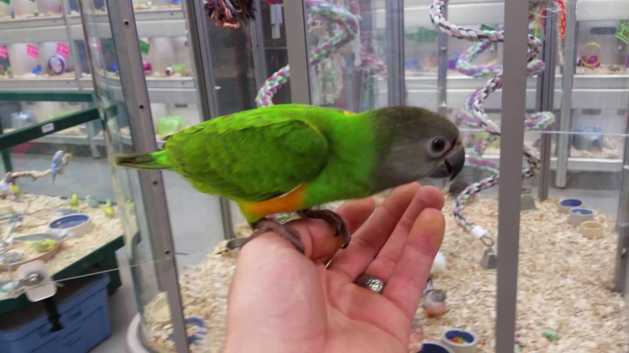 Pet expo new baby Senegal parrot 10/17/16