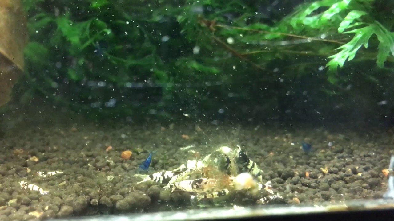 Caridina TiBee black