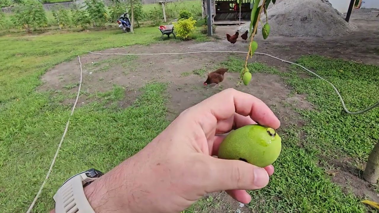 Mini Mangos spotted and a bit about Mango farming