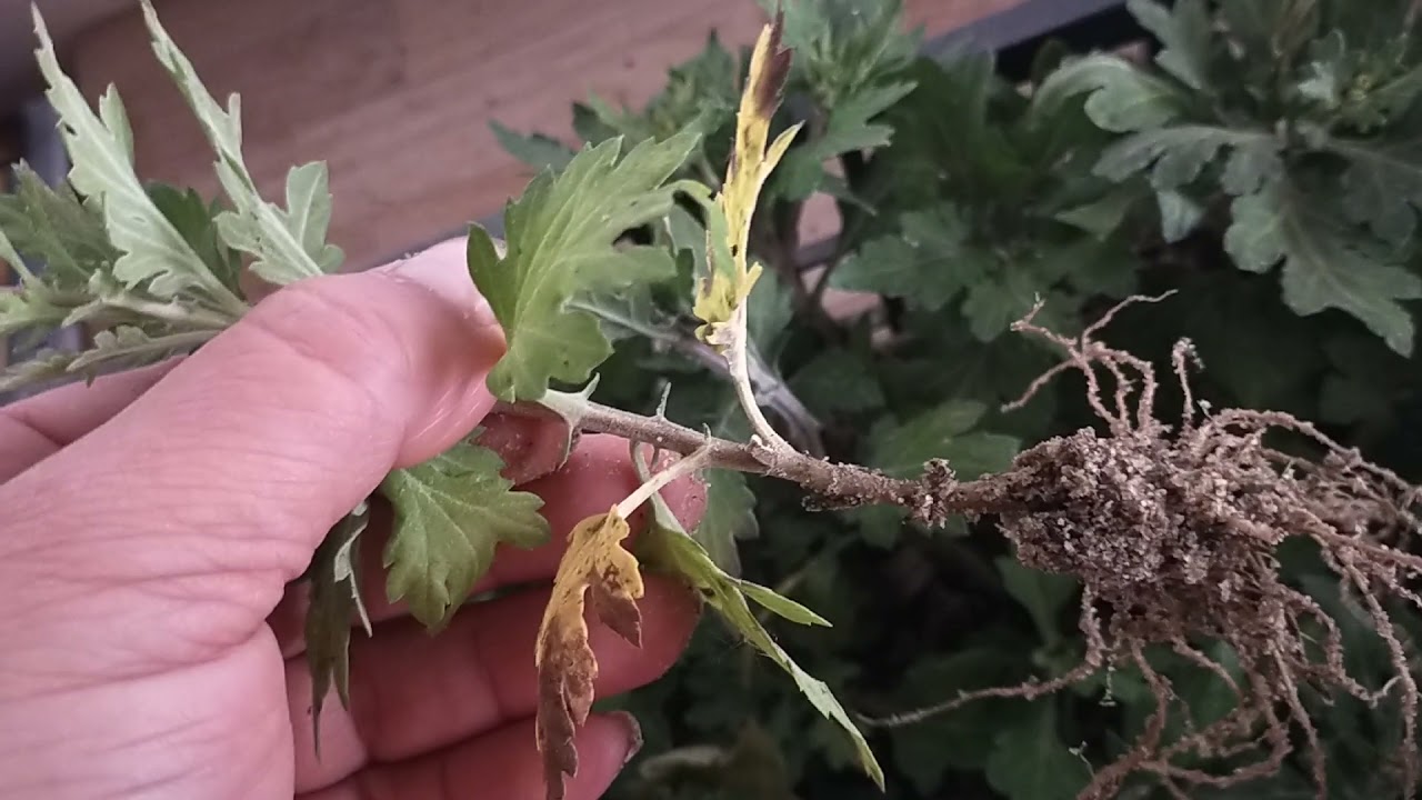 cum sa inradacinezi crizanteme