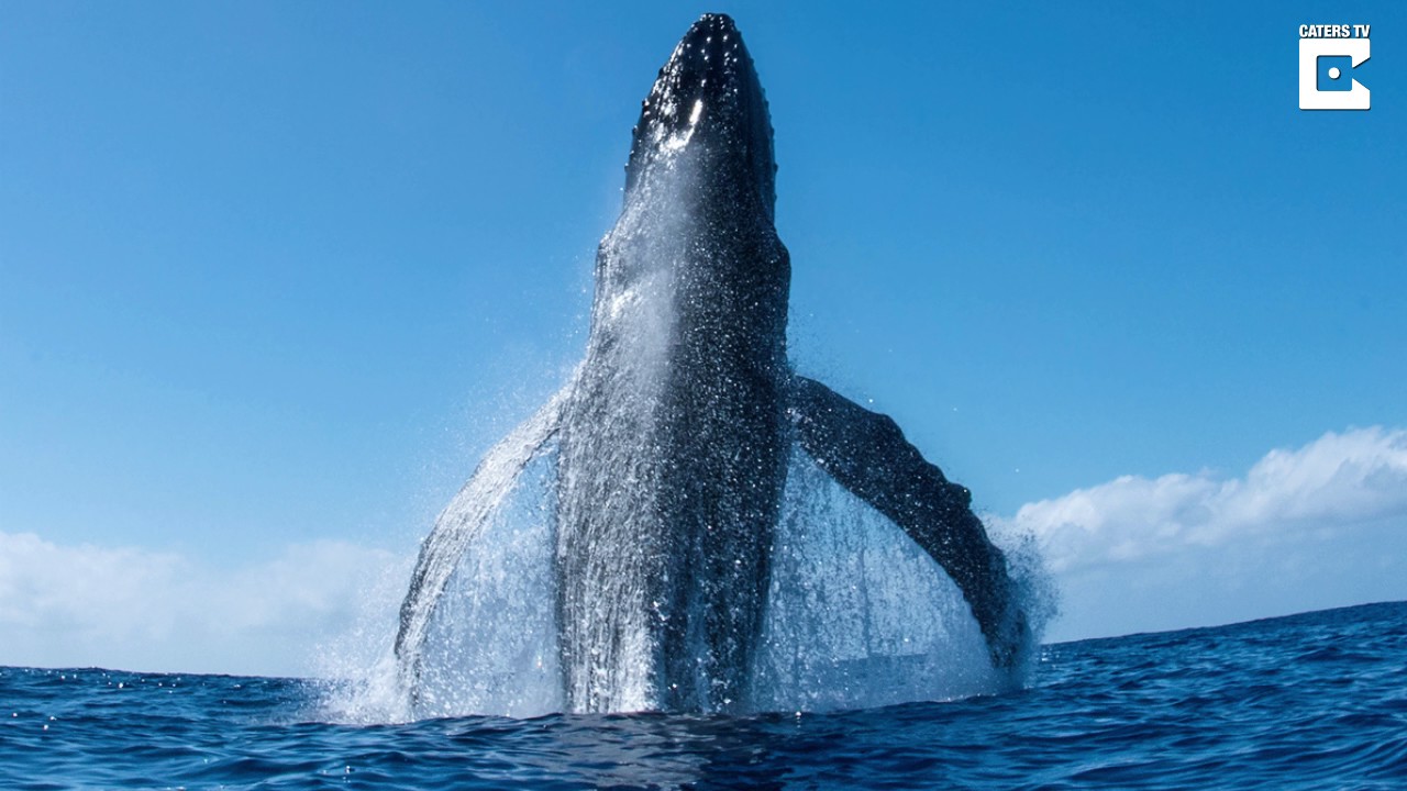 Incredible Humpback Whale Breach