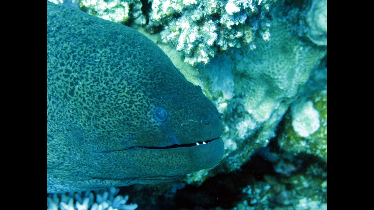 Red Sea Biodiversity - Part 1