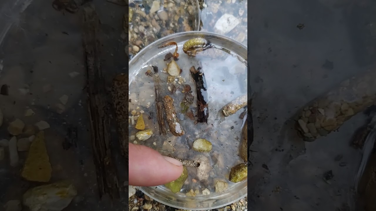 Larve di Tricotteri 