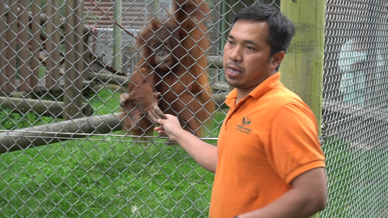 Orangutan Talk at Monkey World