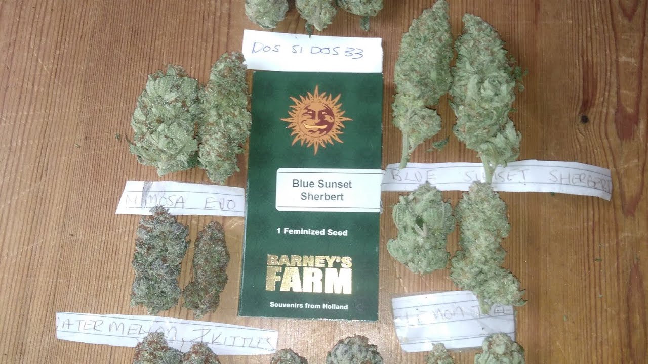 8 BARNEY'S FARM GENETICS 🔥