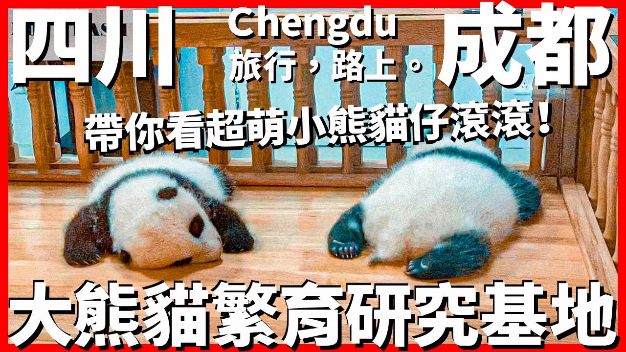 【成都Ep34】手把手帶你看超萌可愛小熊貓仔滾滾🐼 熊貓基地月亮產房~景區觀光車搭乘攻略！｜Chengdu｜旅行，路上。