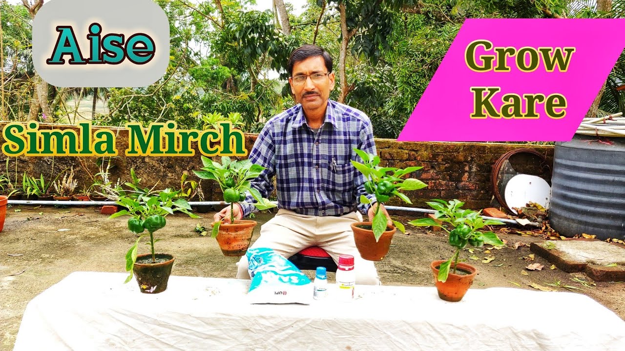 सिमला मिर्च ग्रो करें १००% सक्सेस के साथ / Grow Capsicum in pots Successfully