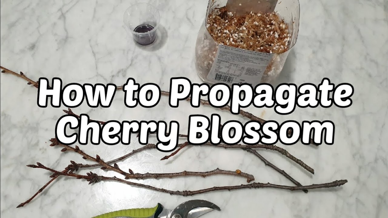 How to Propagate Cherry Blossom Tree | Beginner's Guide | 2 months progress