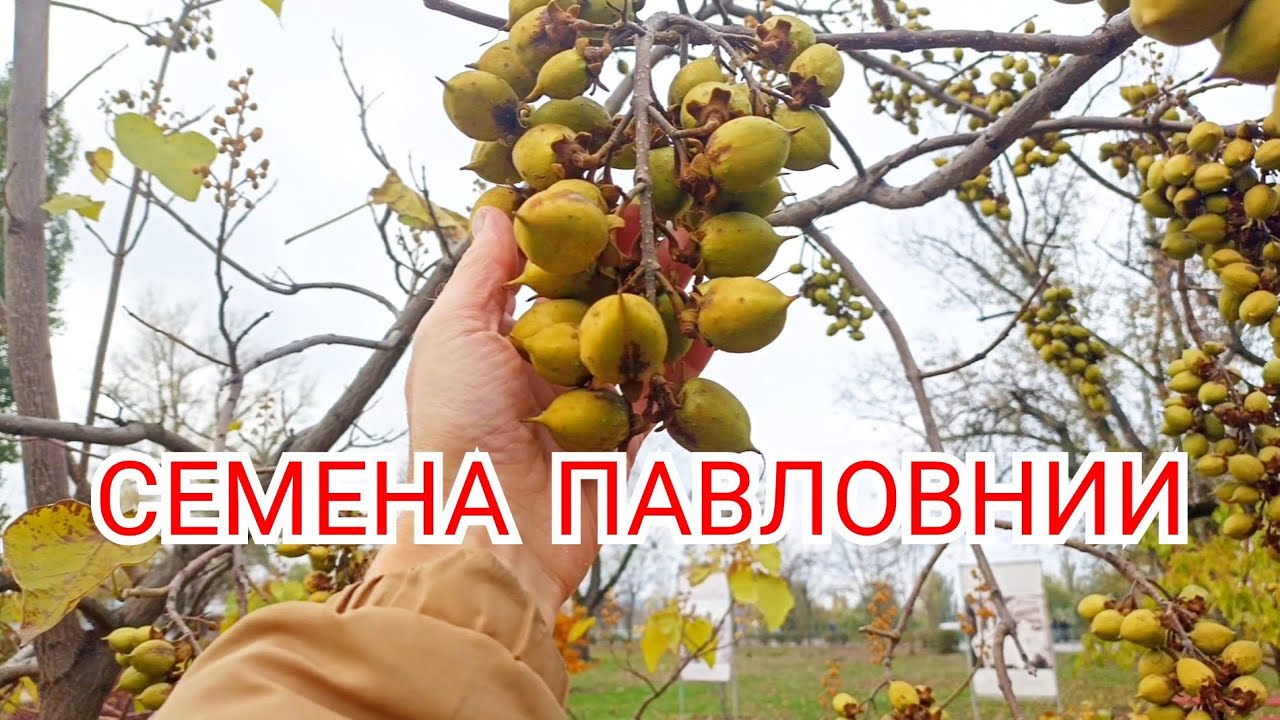 Павловния - инвазивное растение?