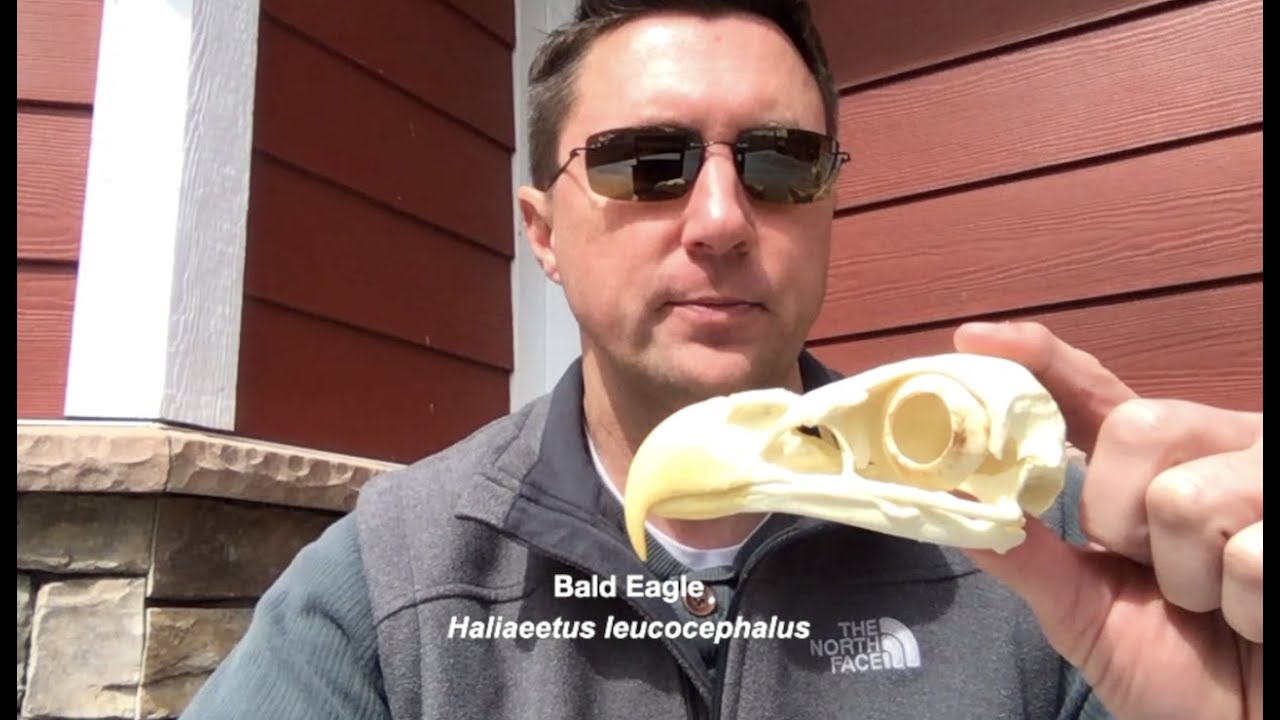 Vision and Hearing in Birds of Prey