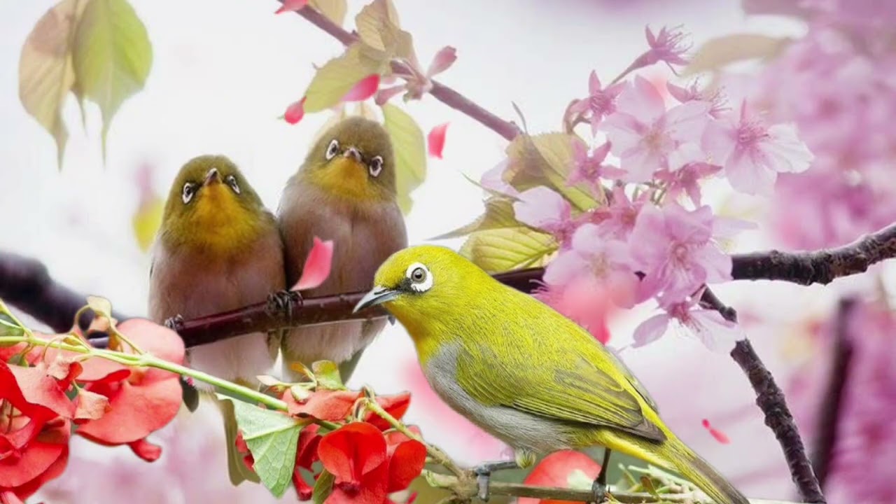 Khuyên mái chúa te kích trống líu rách mỏ! Kích cực dâm. Kích là líu! Tiếng chim cảnh việt nam 