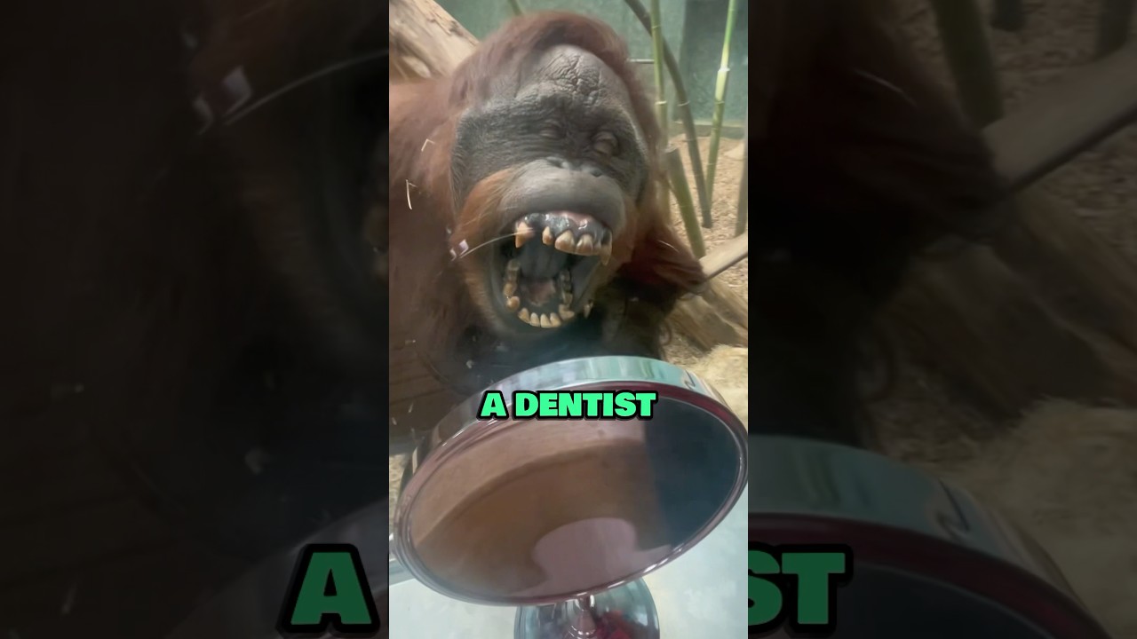 When You Show a Mirror To An Orangutan