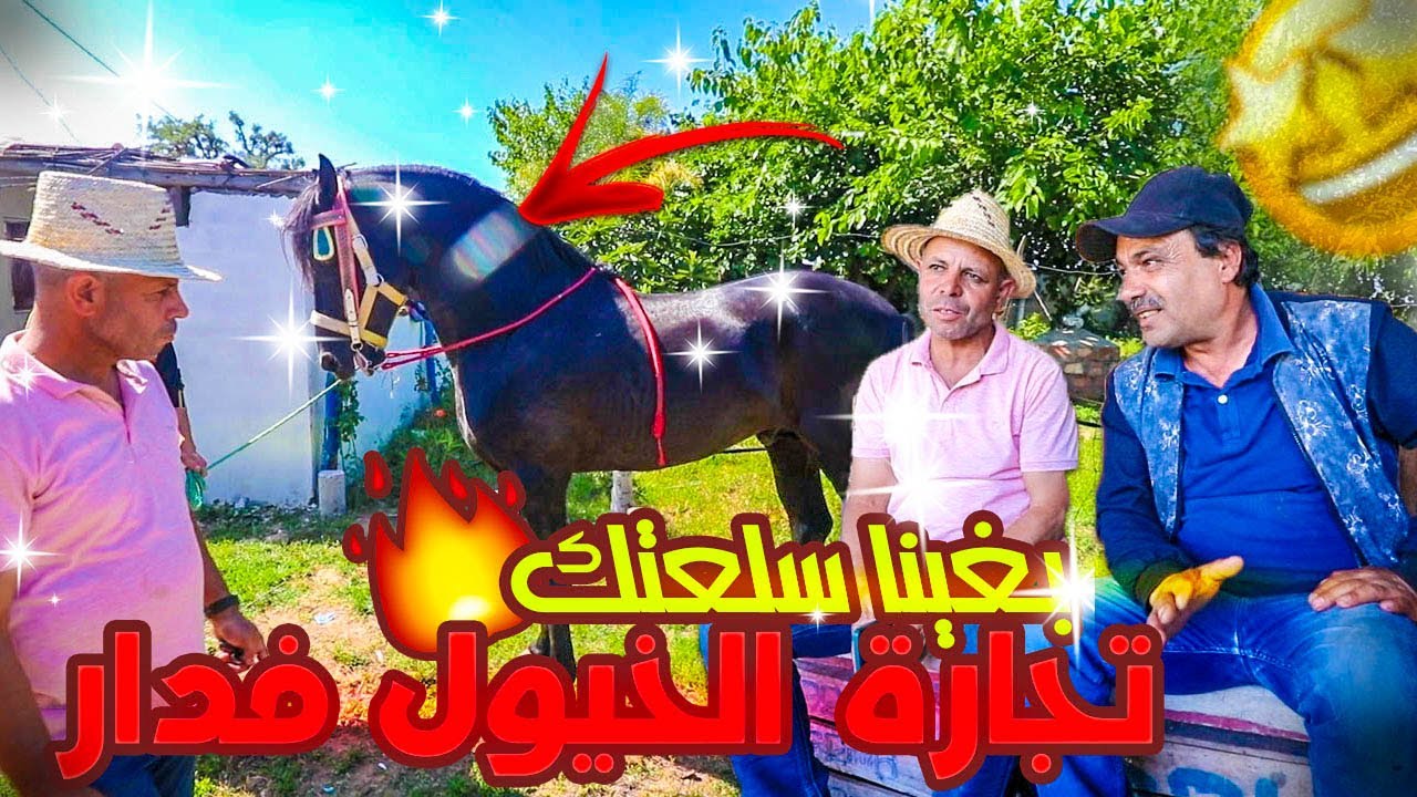 تجارة الخيول من الدار مشينا نشوفو عود دهم عند الحرايفي مصطفى القنيطري ولكن تمن كان قاصح