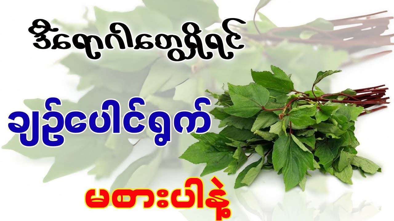 ဒီရောဂါတွေရှိရင် ချဉ်ပေါင်ရွက် မစားပါနဲ့ , Don't Eat Roselle leaves If You Have These Diseases 