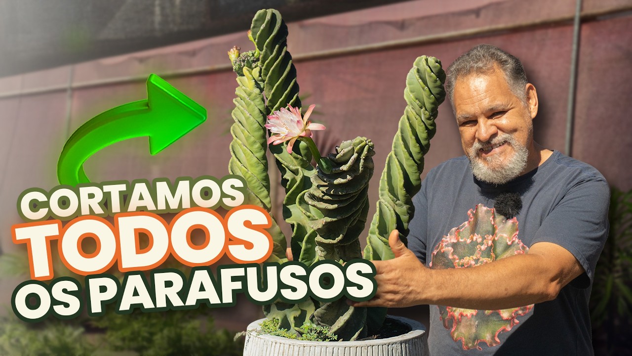 Como fazer mudas do cactos parafuso