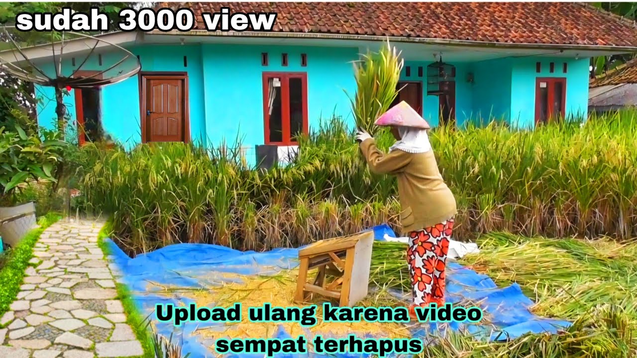 Jarang ada nih! Panen padi depan rumah di kampung yang subur makmur 