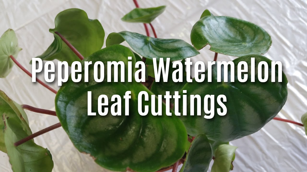 Peperomia Watermelon Leaf Cuttings