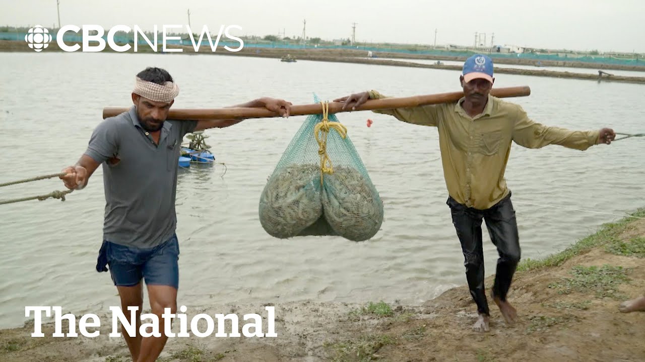 Trump's tariffs crushing India's frozen shrimp industry