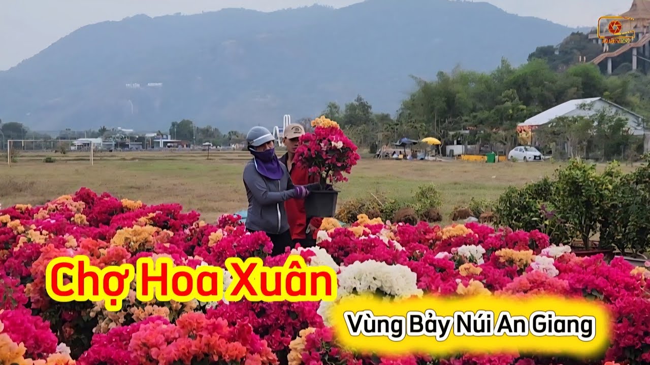 Nhộn nhịp chợ hoa Xuân xứ sở thần tiên Bảy Núi An Giang ngày cận Tết Bính Ngọ 2026