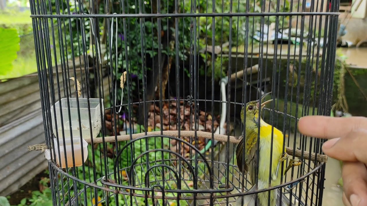 CARA MENAIKKAN BIRAHI BURUNG KOLIBRI KELAPA | WICEH GACOR