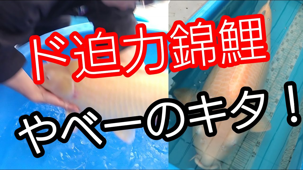 ド迫力錦鯉…やべーのキタ！　　#錦鯉 　#アクアリウム　# bigkoi