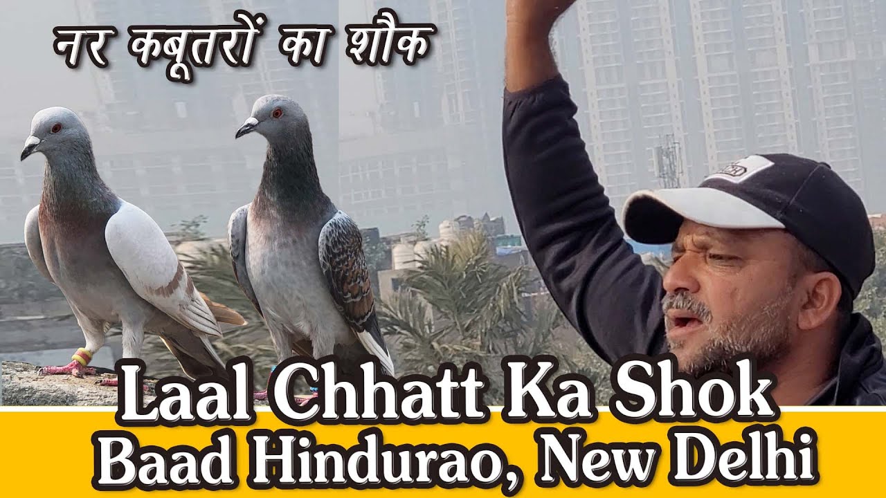 Laal Chhatt K Male Pigeons Ka Shok, Baada Hindurao, New Delhi