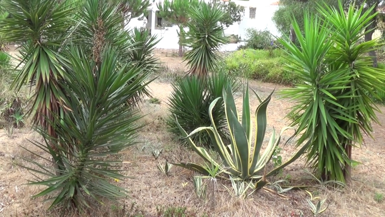 Culatra Island, Portugal