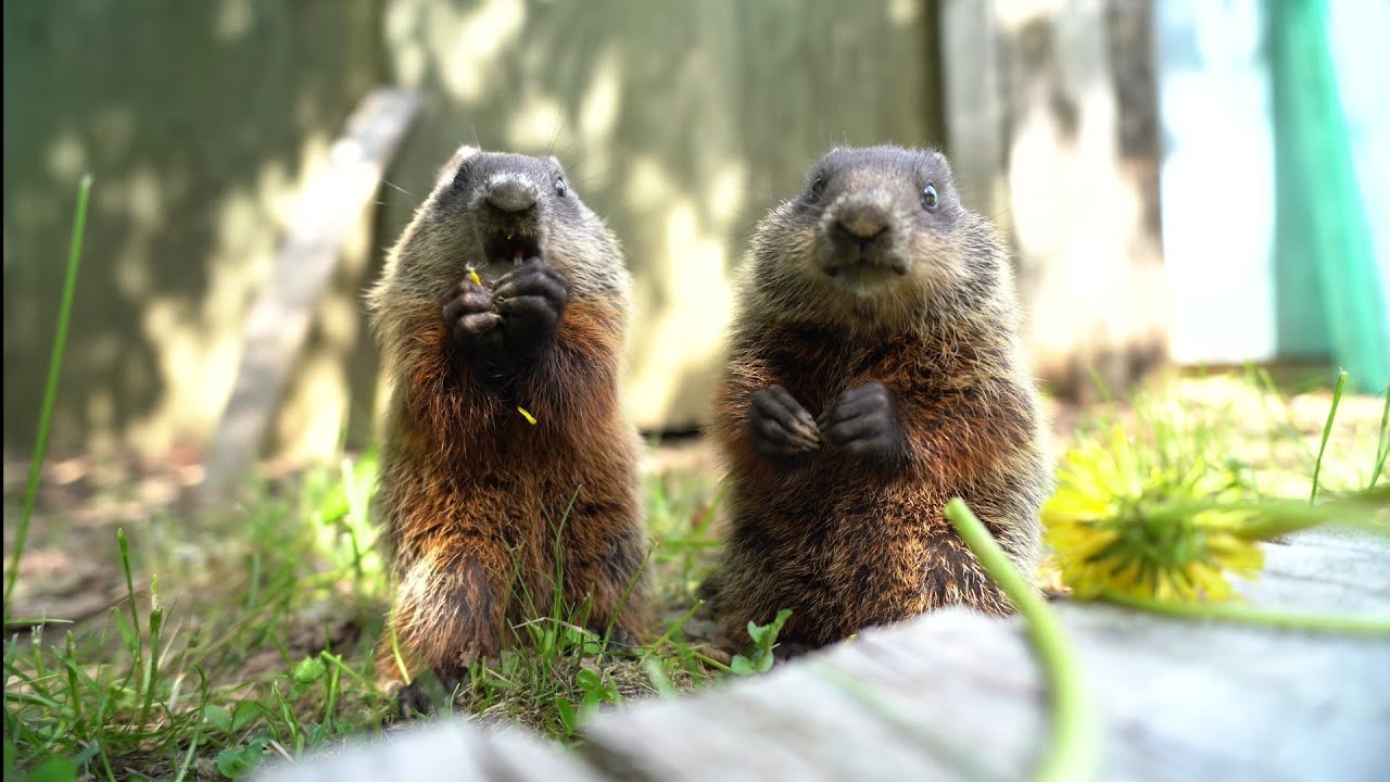 Marmot Pups Having Dandelions for Lunch