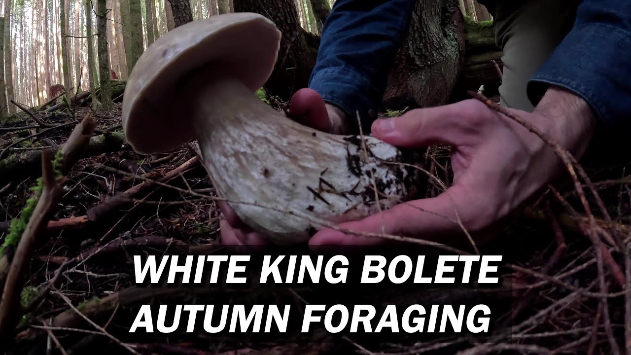 White King Boletes | Lobster | Yellowfoot Chanterelles | Matsutake