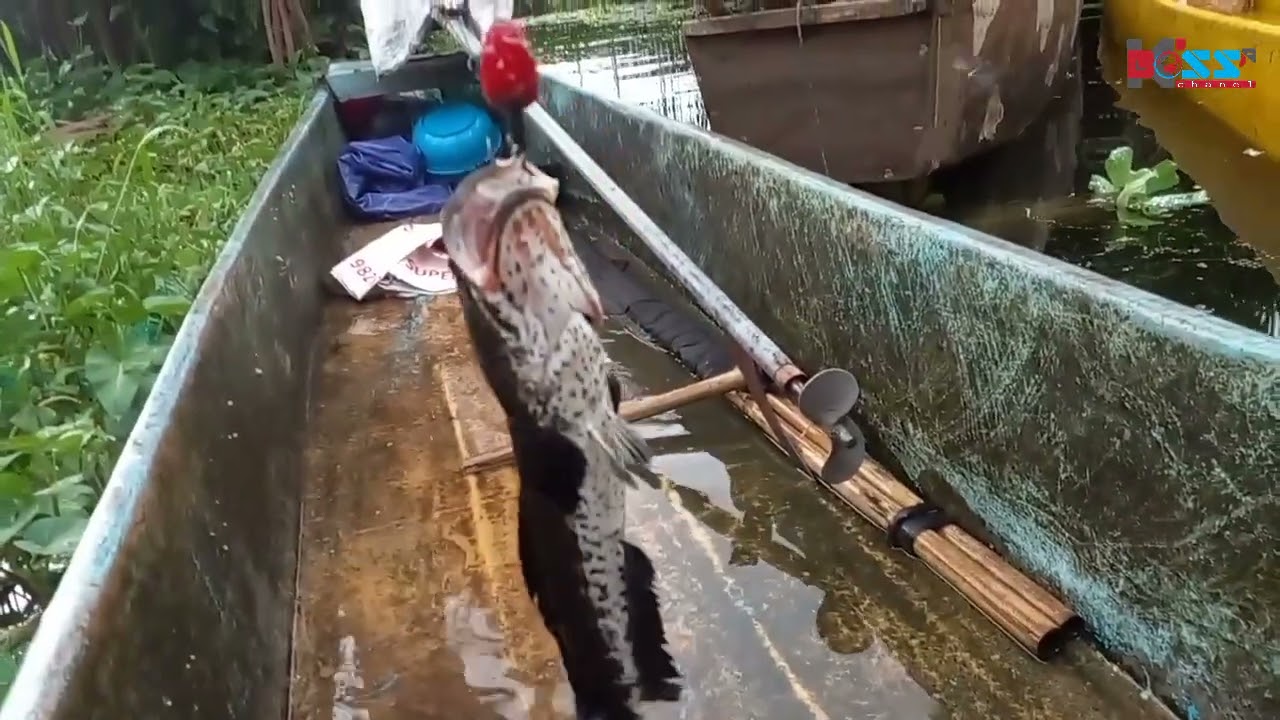ikan gabus danau tondano joss...#castinggabus #torangsamuabasudara
