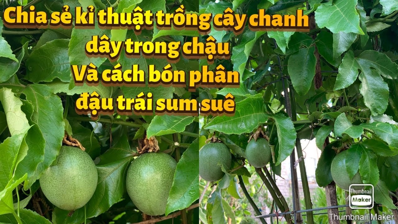 Chia sẻ kĩ thuật trồng c&acirc;y chanh d&acirc;y trong chậu, v&agrave; c&aacute;ch b&oacute;n ph&acirc;n ra b&ocirc;ng đậu tr&aacute;i sum su&ecirc;..