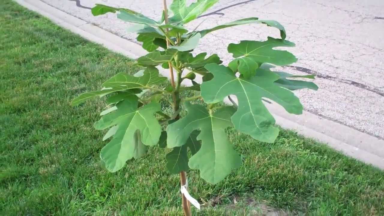 Figs!- Growing 'Chicago Hardy' Figs In Northern Illinois