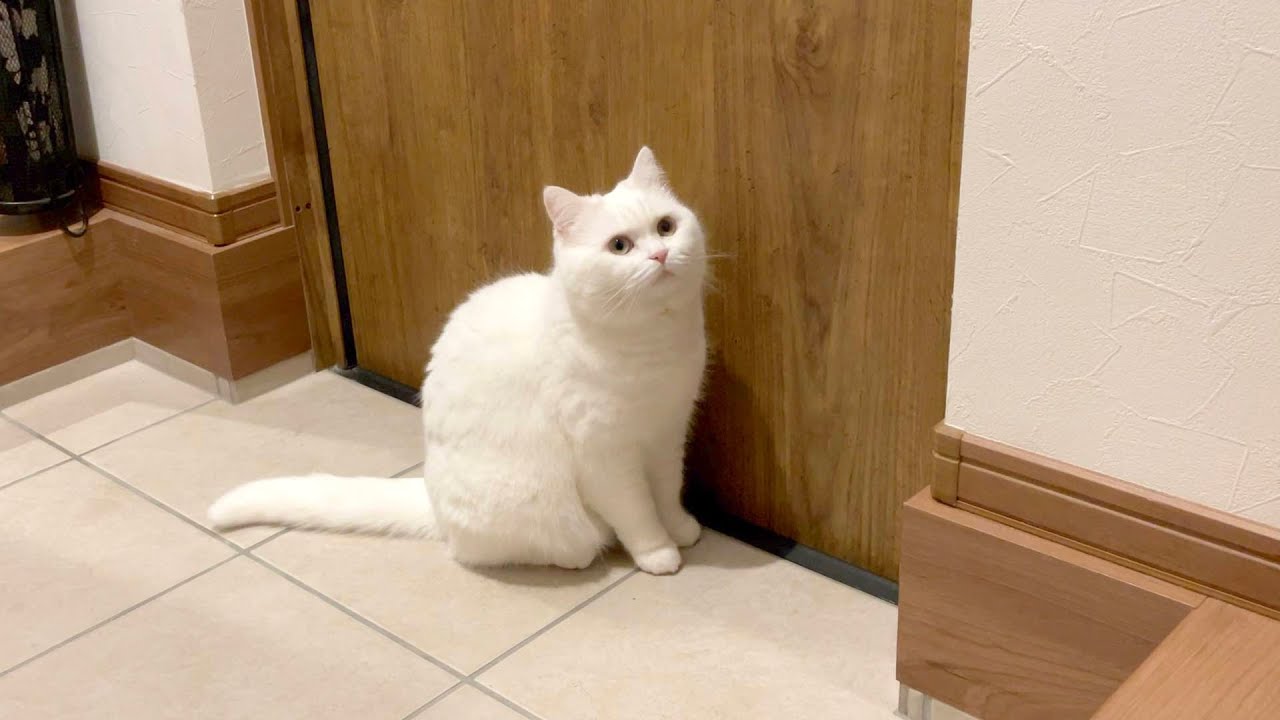 妹が帰ってこなくて心配になった猫