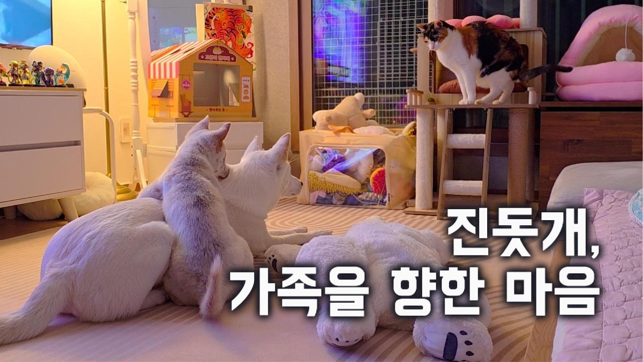 진돗개, 가족을 향한 마음 (이런게 행복이지)| A Jindo's Love for Family ❤