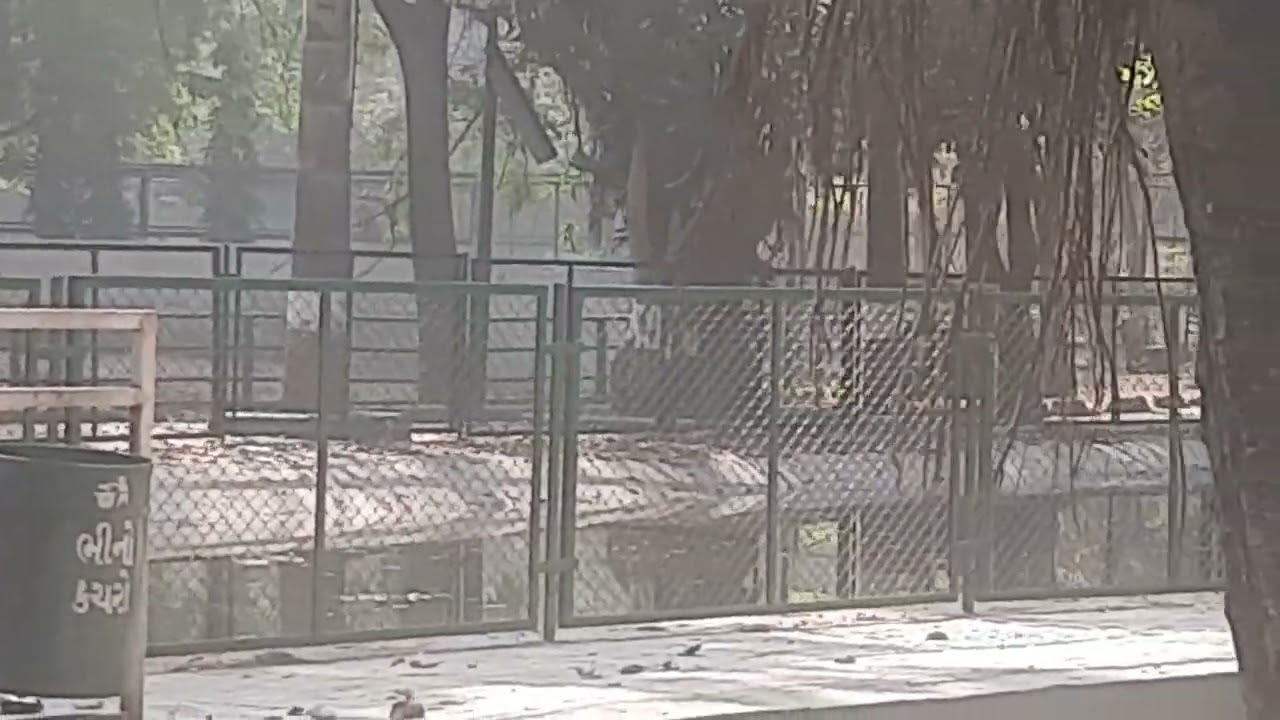 Bears at surat zoo Gujarat. ...