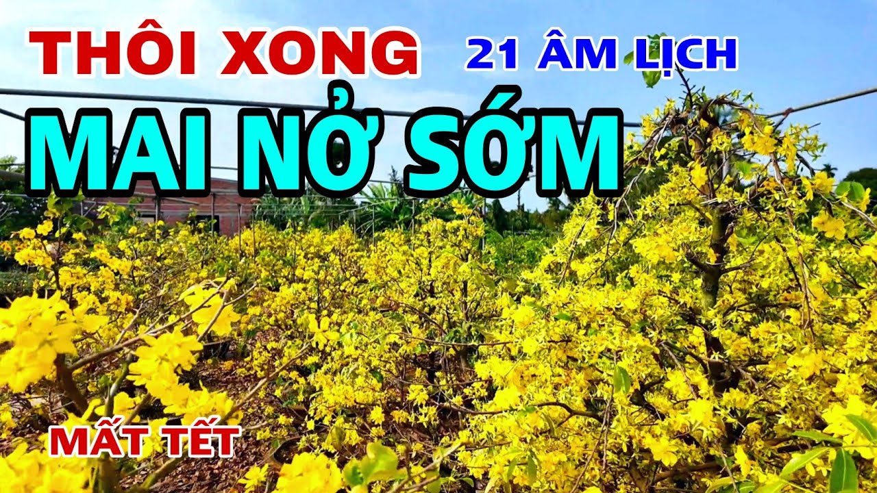 THÊ THẢM VƯỜN MAI TẾT NỞ SỚM TẠI CHỢ LÁCH BẾN TRE .