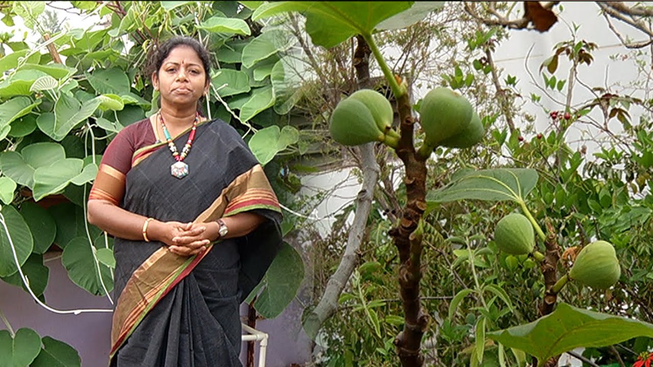 காய்கறிகள், பழங்கள் மற்றும் அனைத்து செடிகளும் ஒரே இடத்தில்..| Malarum Bhoomi
