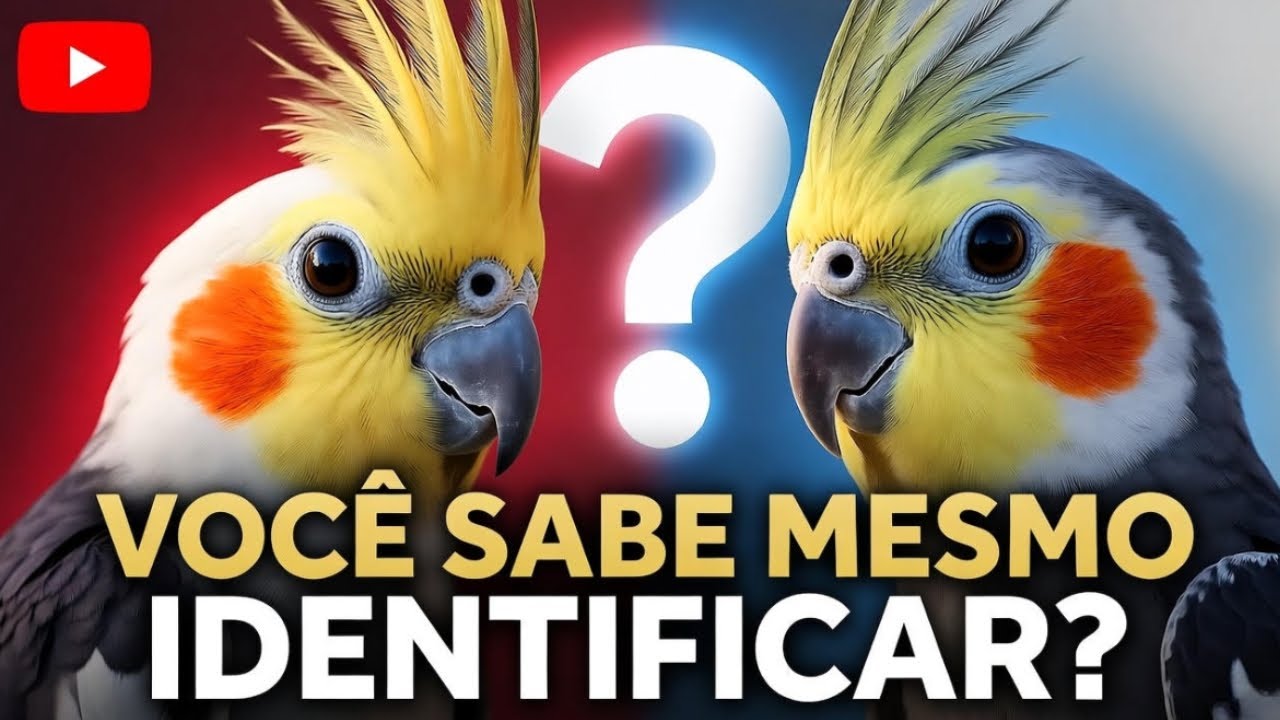 Como Saber Se Minha Calopsita é Macho ou Fêmea? a Identificação Que Muitos Erram
