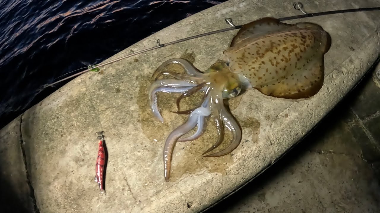 How To Catch Port Phillip Bay Squid Landbased + Cook Up