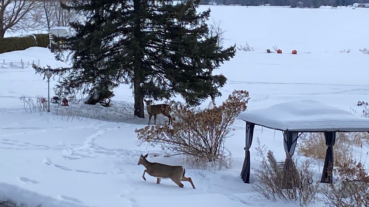 De belle la visite toute la journée chez nous ♥️🦌