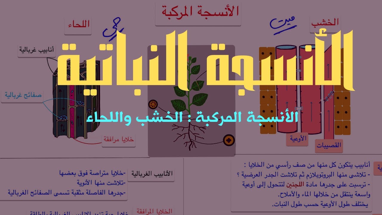 الأنسجة المركبة في النبات