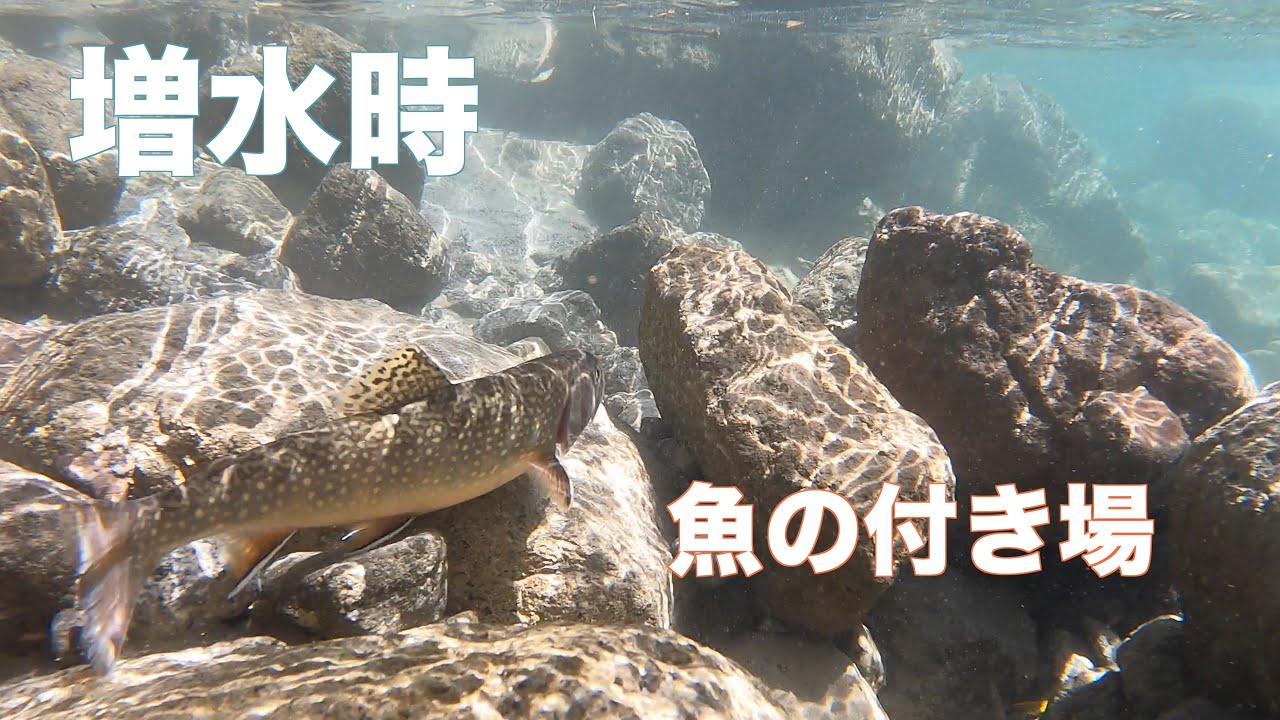 増水した川でドライフライオンリーの釣り