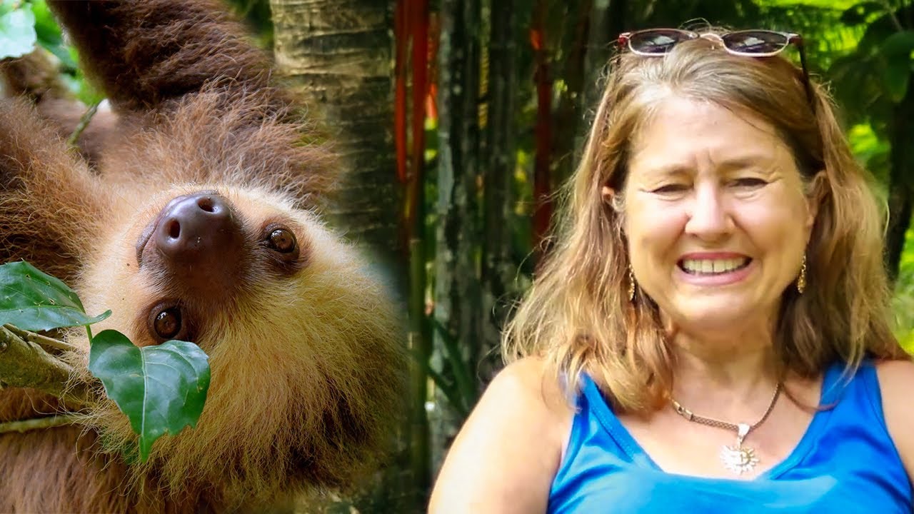 Meet the  Founder of The Sloth Conservation and Wildlife Experience! | The Great Projects